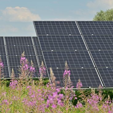 A solar array with wildflowers growing between the rows